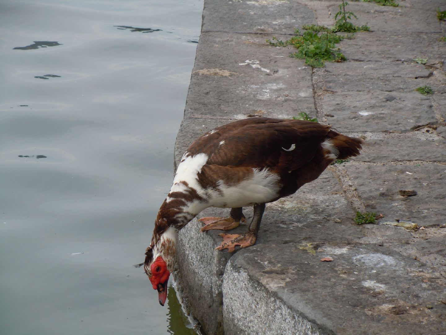 Anatra da identificare